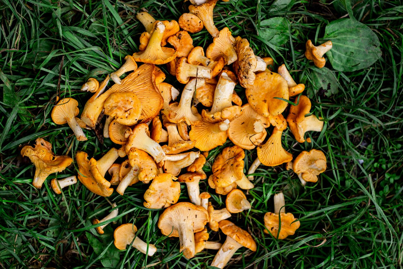 Freshly foraged golden chanterelle mushrooms lying on grass