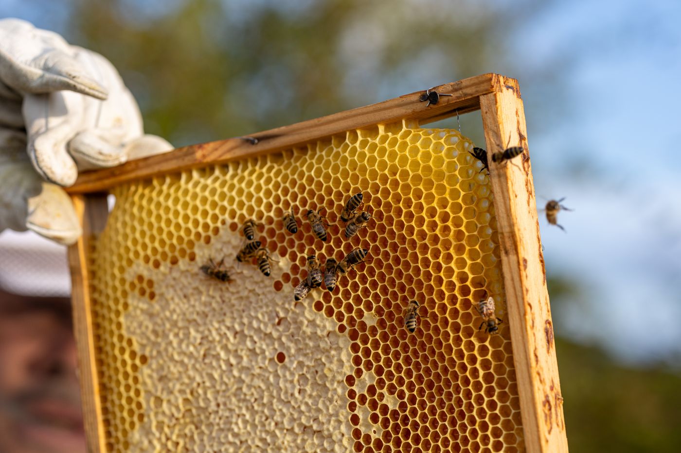 A gloved hand holding a wooden frame of golden honeycomb with bees