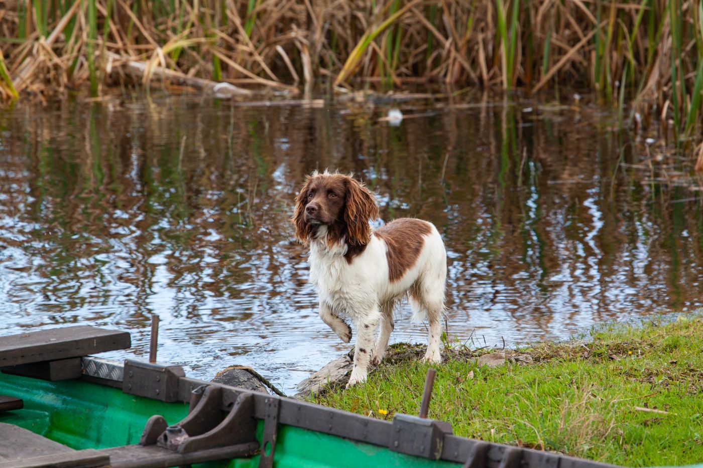 A liver-and-white springer spaniel standing on a grassy bank by reeds and water